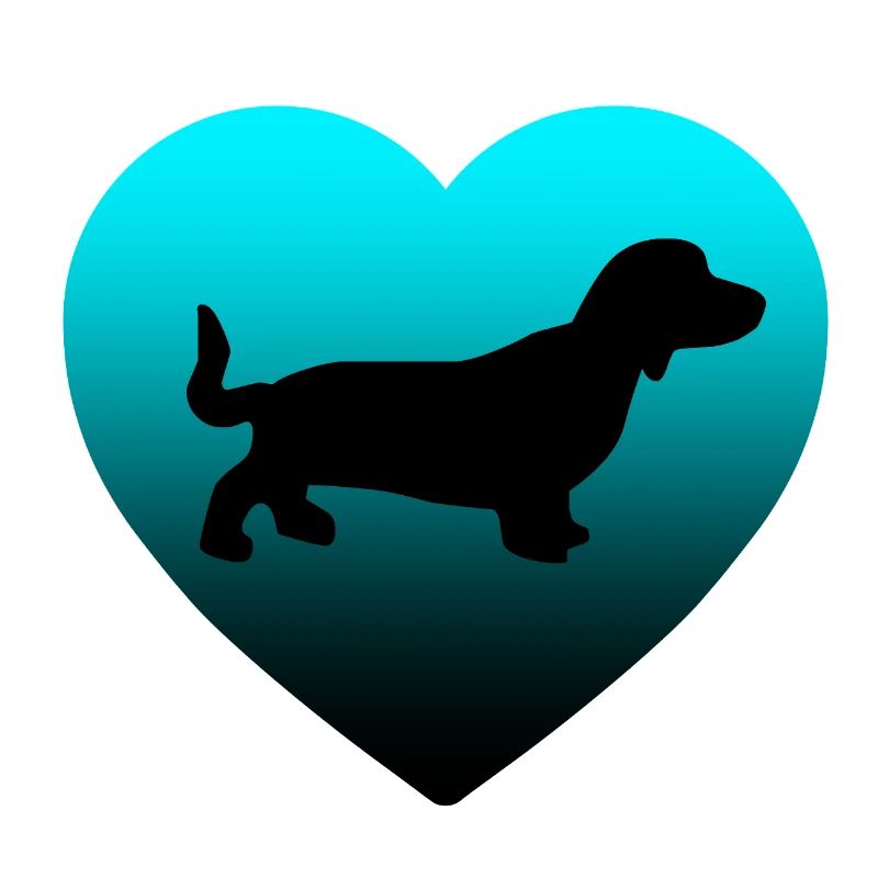 Dachshund