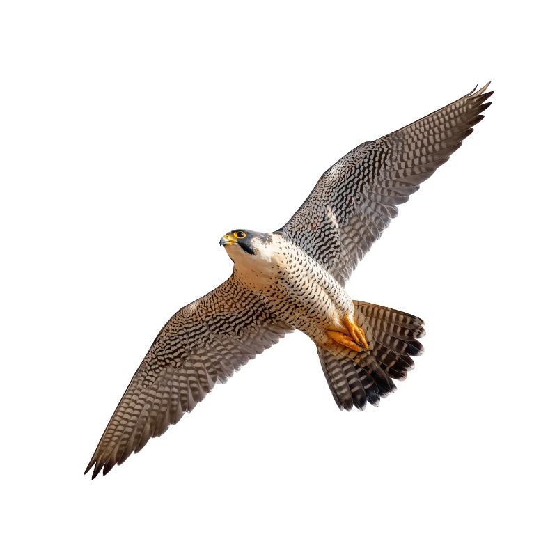 Peregrine falcon in gliding flight – power & precision