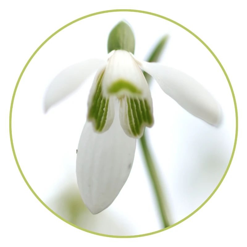 Snowdrop Blossom White Blossom Spring