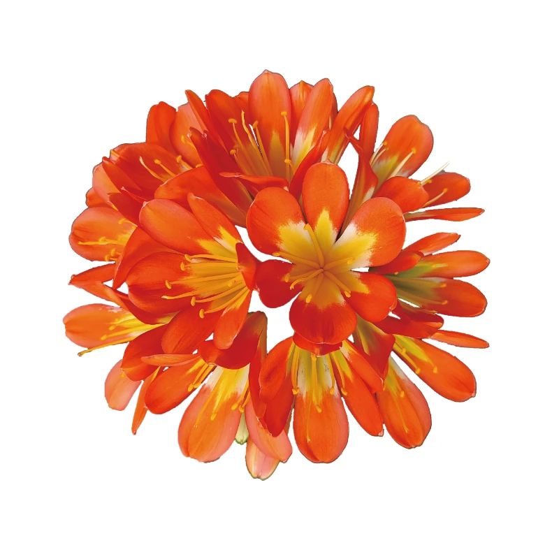 Floraison botanique de clivia orange éclatante