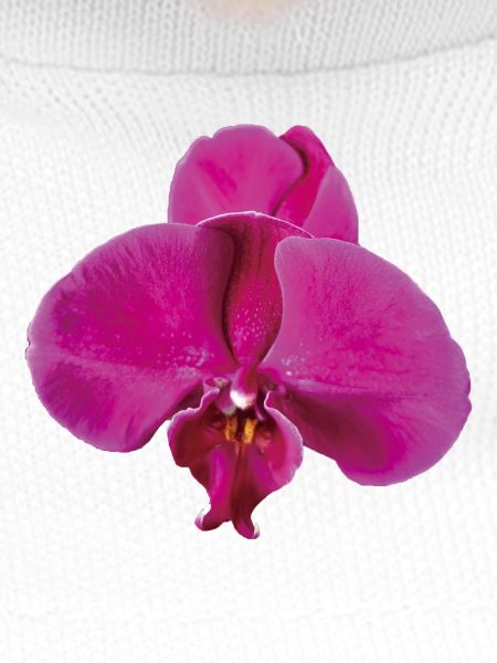 Vivid_Pink_Phalaenopsis_Noth_Orchid_Bloom