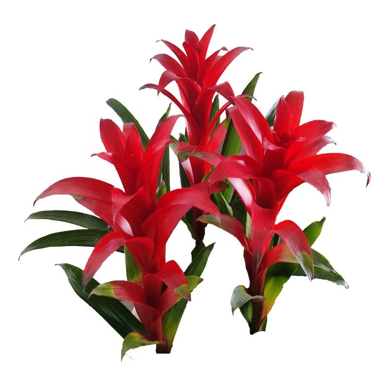 Vibrant_Red_Bromeliads