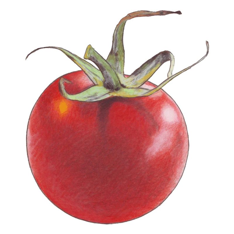 Tomate