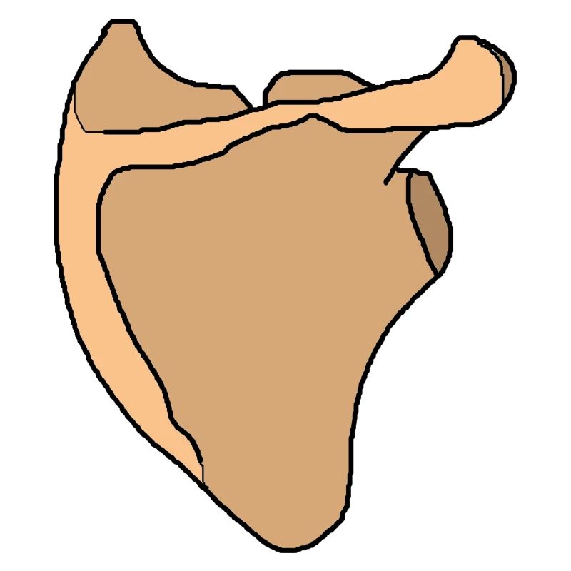 Shoulder blade scapula anatomy skeleton bone