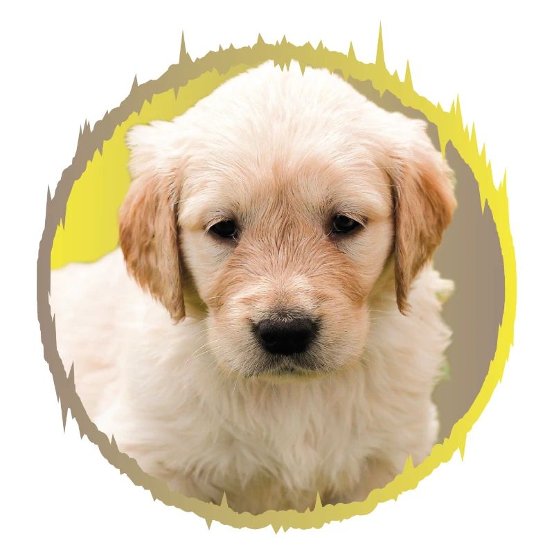 chiot
