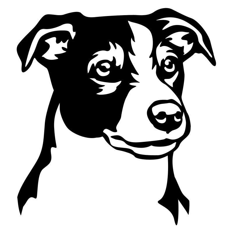 Tête de Jack Russell Terrier