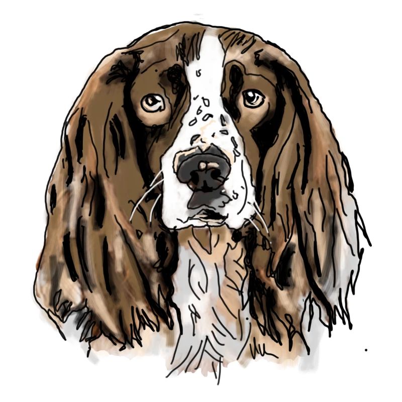 Spaniel
