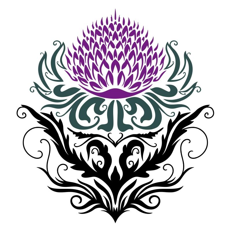 Chardon pourpre Chardon