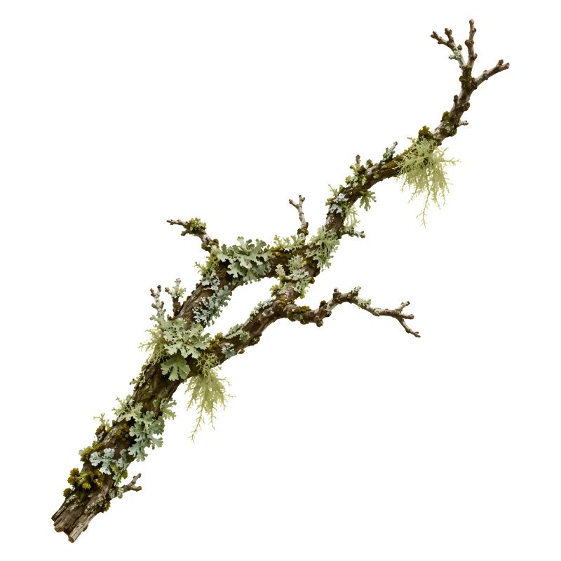 Conception de la nature de la forêt Lichen Branch