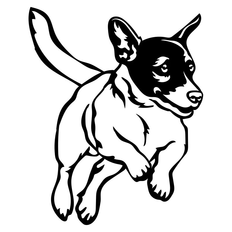 Jack Russell Terrier