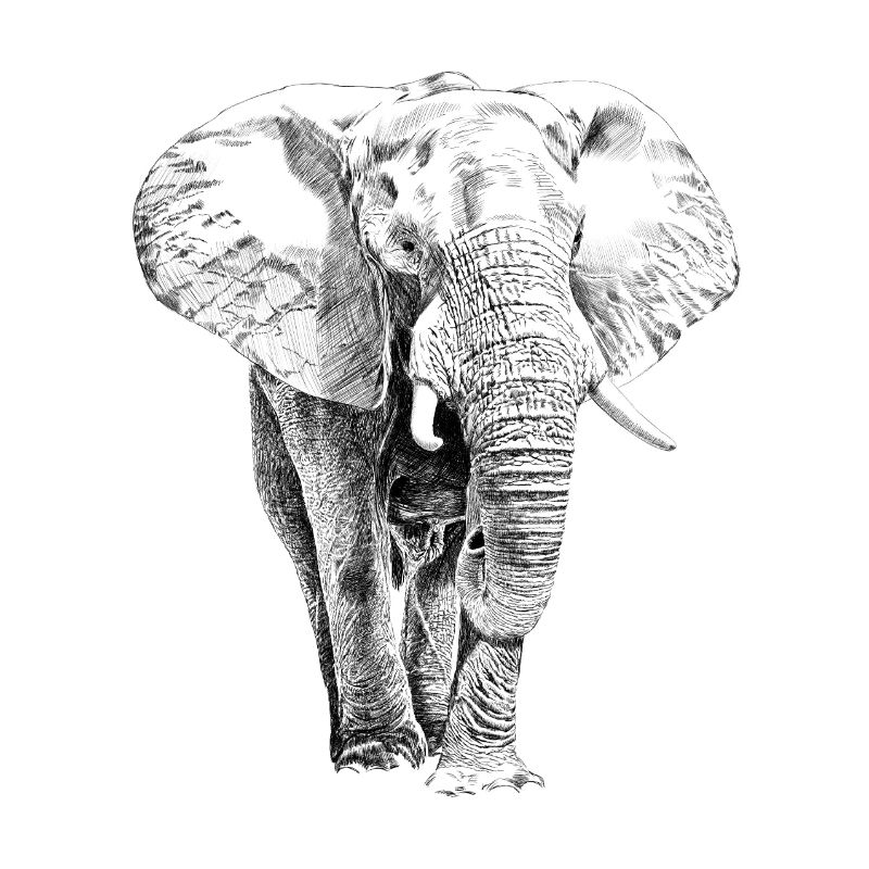 Éléphant