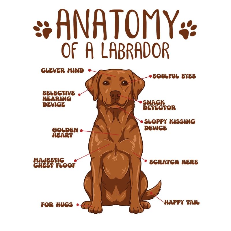Anatomie eines Fox Red Labradors