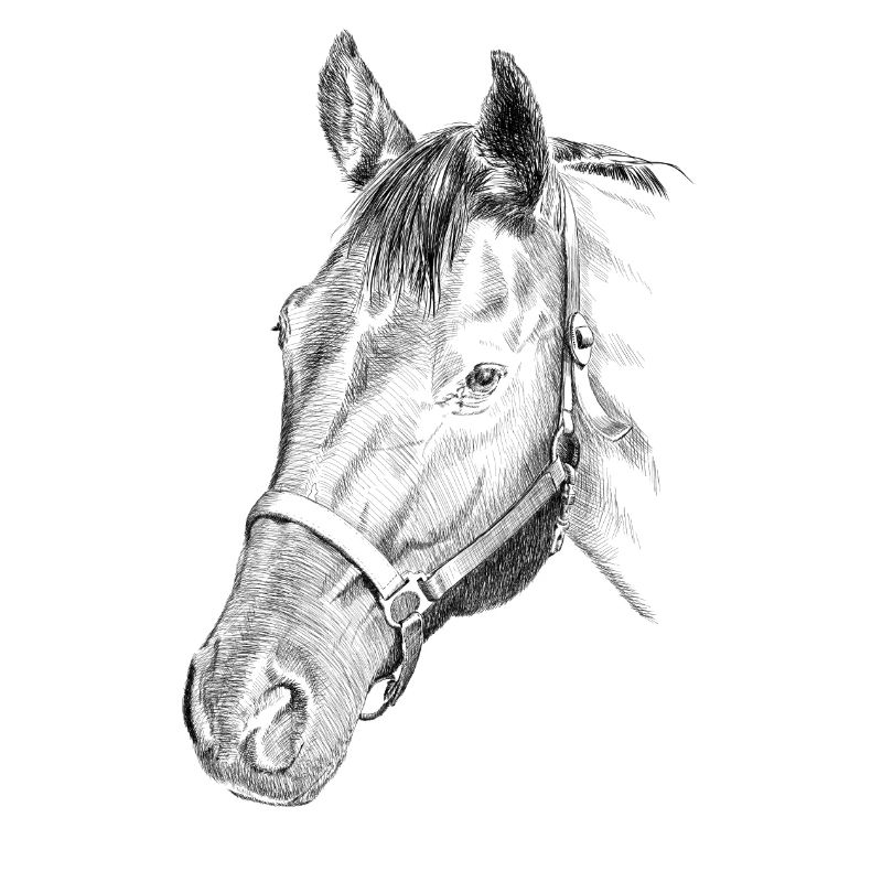 Pferd