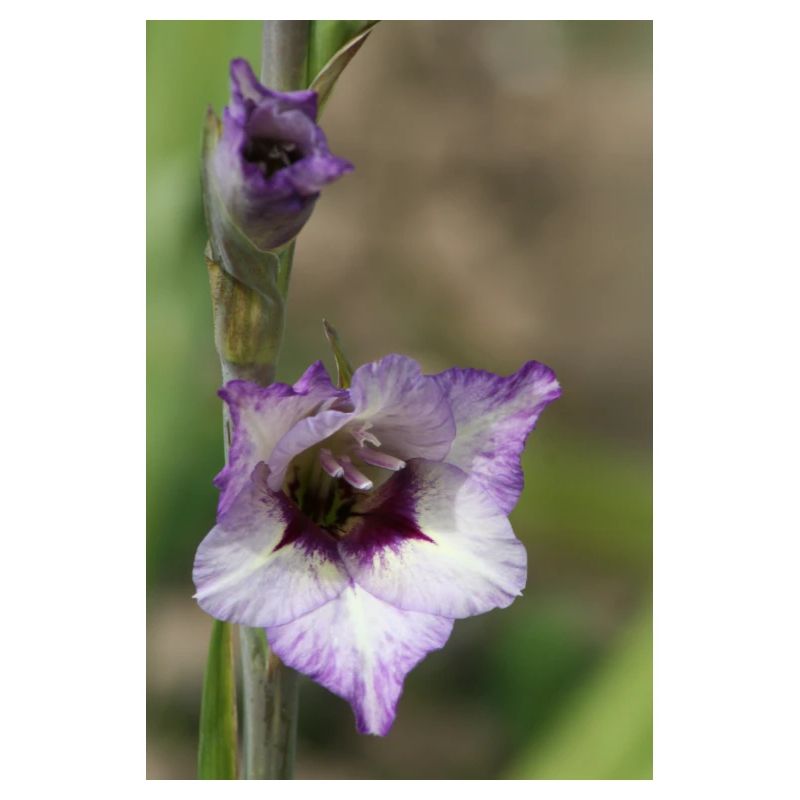 Gladiole – Stärke in Blüte
