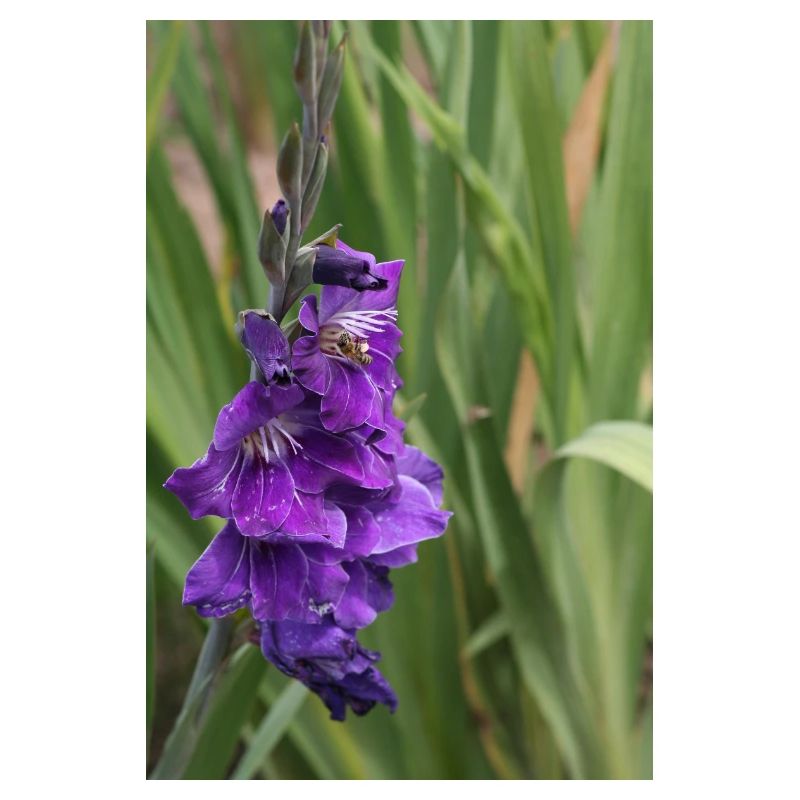 Gladiolus – starch in bloom
