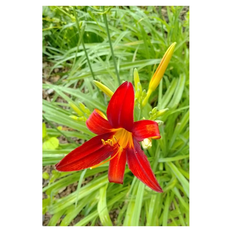 LYS DE FEU