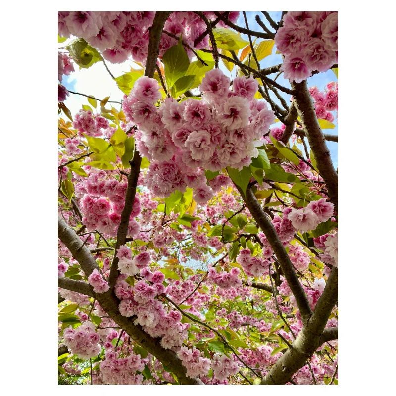 Cherry blossom magic in spring