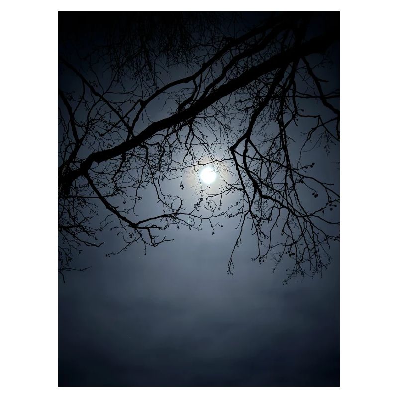 Silhouette au clair de lune avec branches