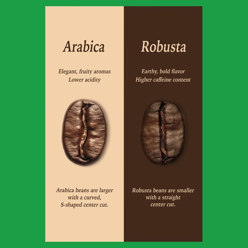 Affiche du guide du café Arabica vs Robusta