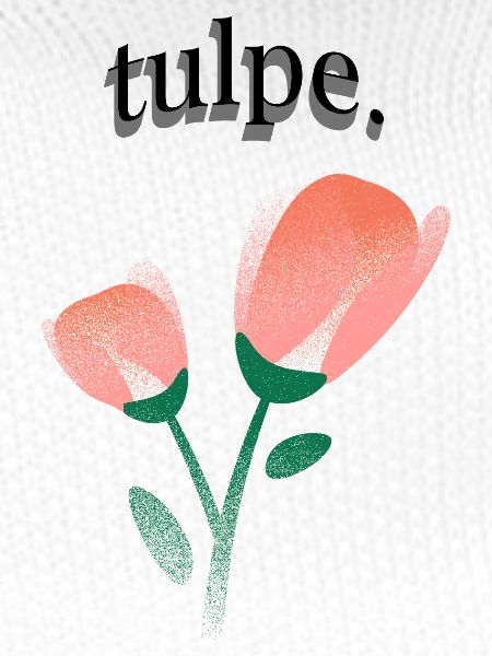 tulpe.