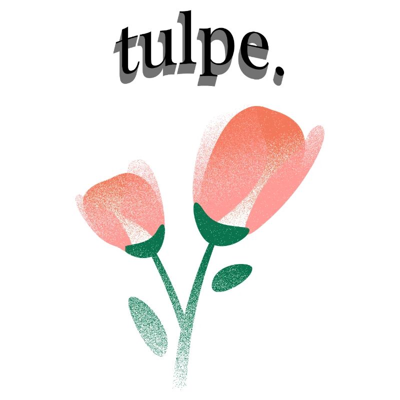 tulpe.