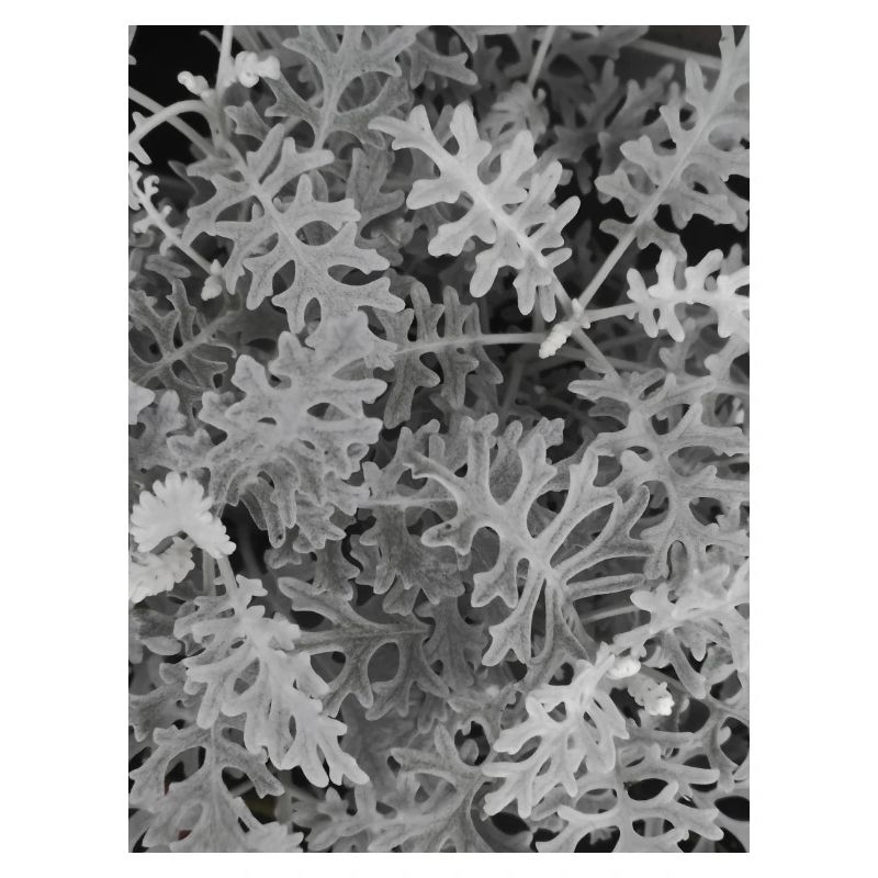 Maritime Cinerary Silver — Black and White