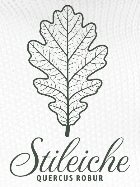 Stileiche | Eichenblatt Illustration | Baum