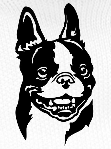 Boston Terrier Head