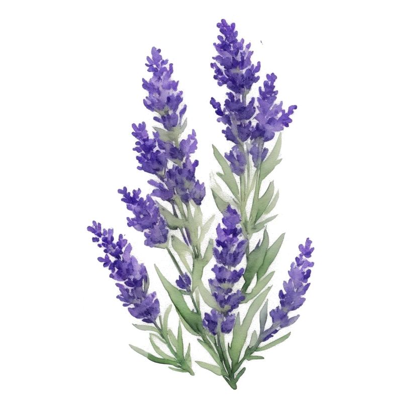 Lavendel