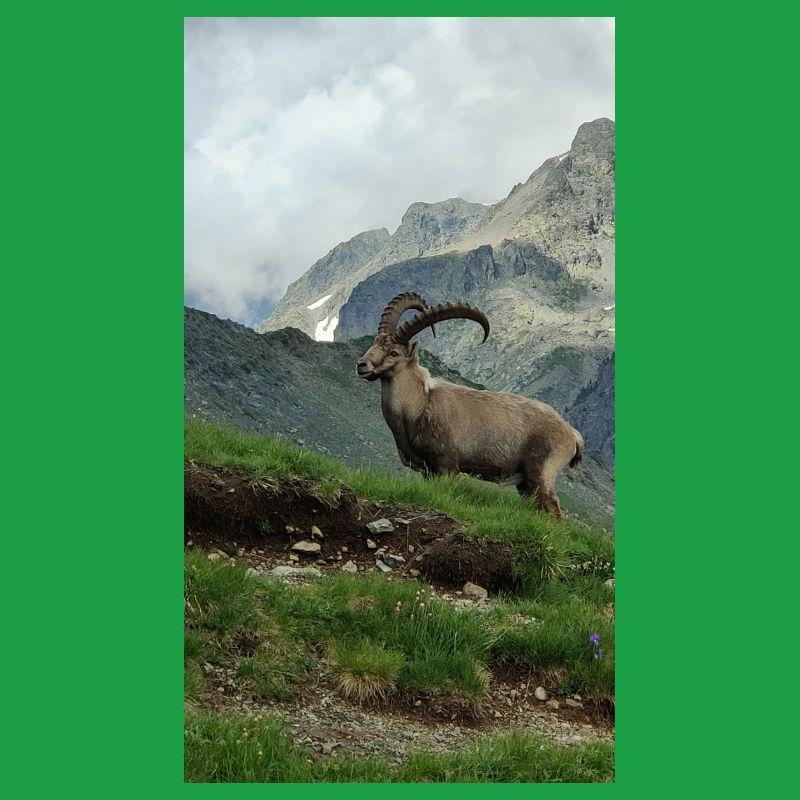 Steinbock