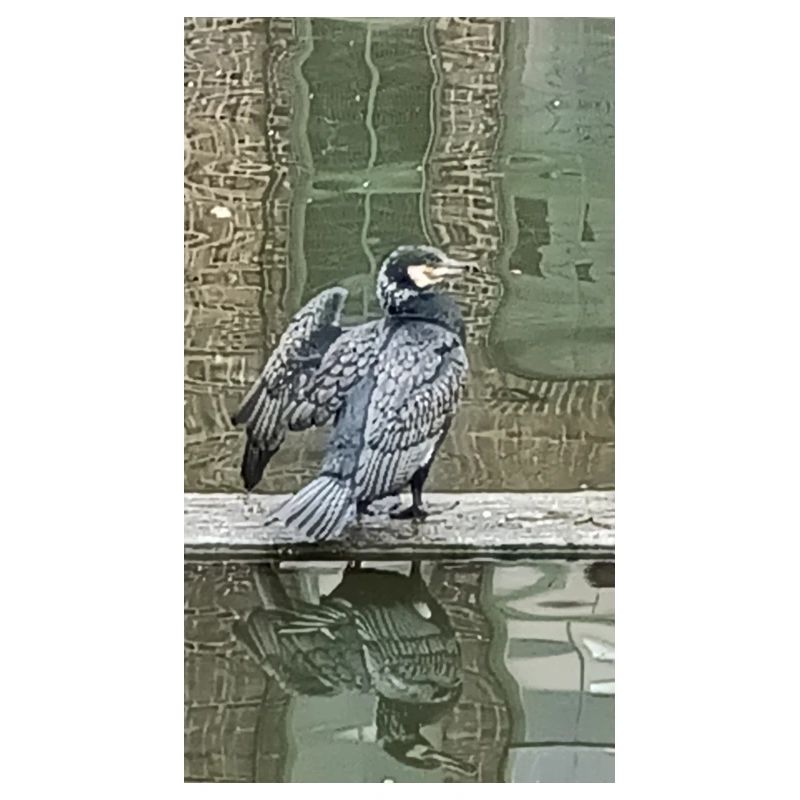 River Bird