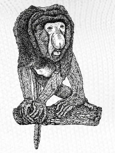 Singe Proboscis