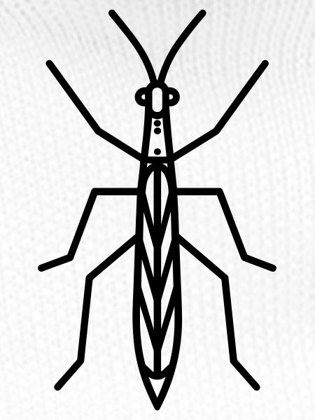 Stick-Insekt
