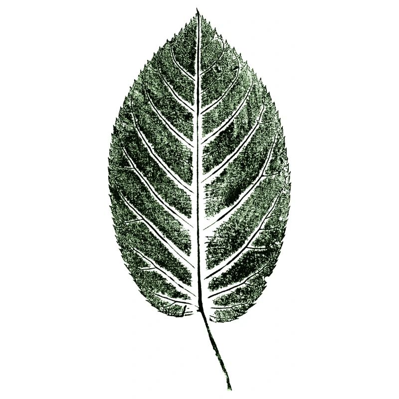 Beech Sheet / Leaf / GREEN