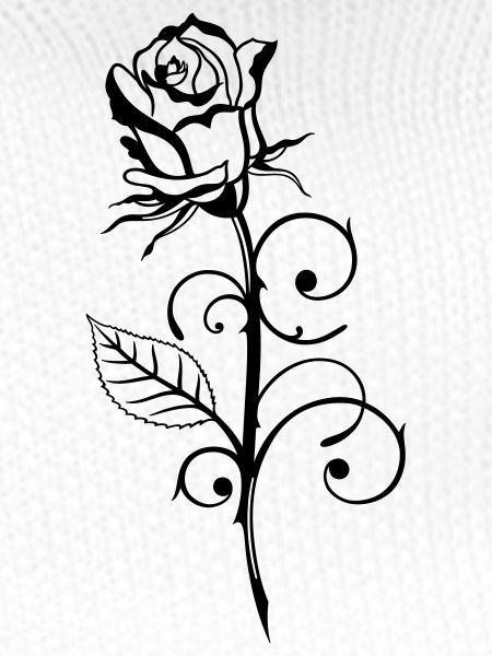 Beautiful rose with leaf