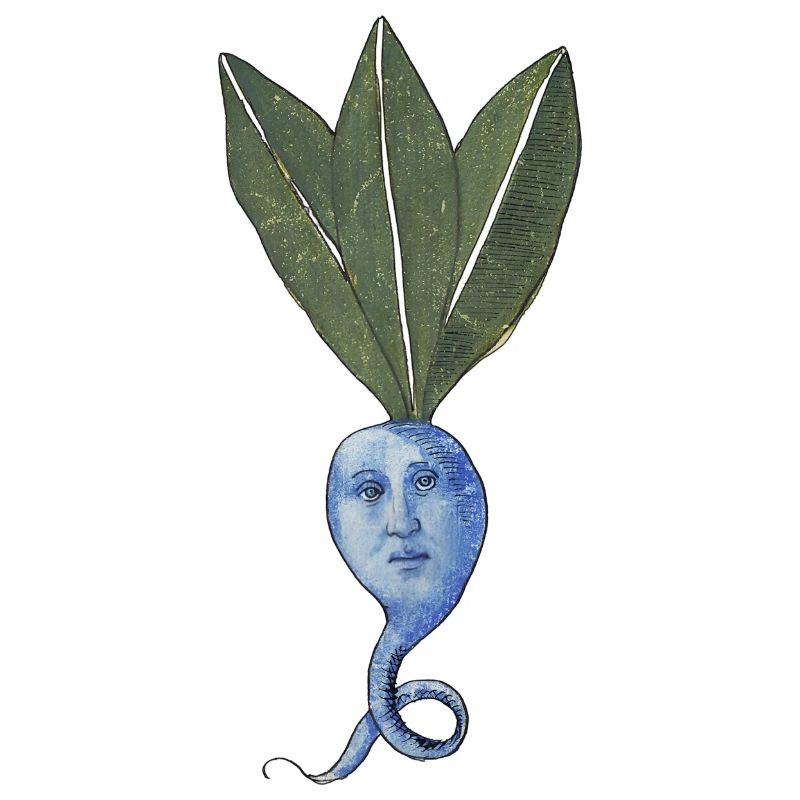 Blaue Beete
