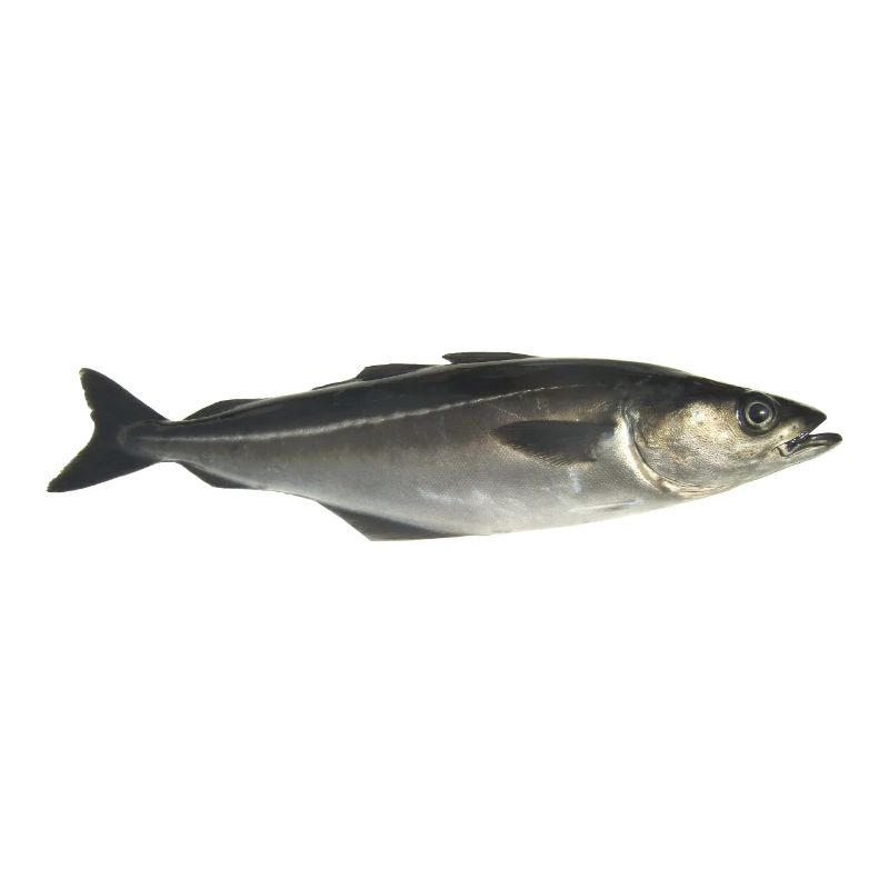 Fisch Pollack