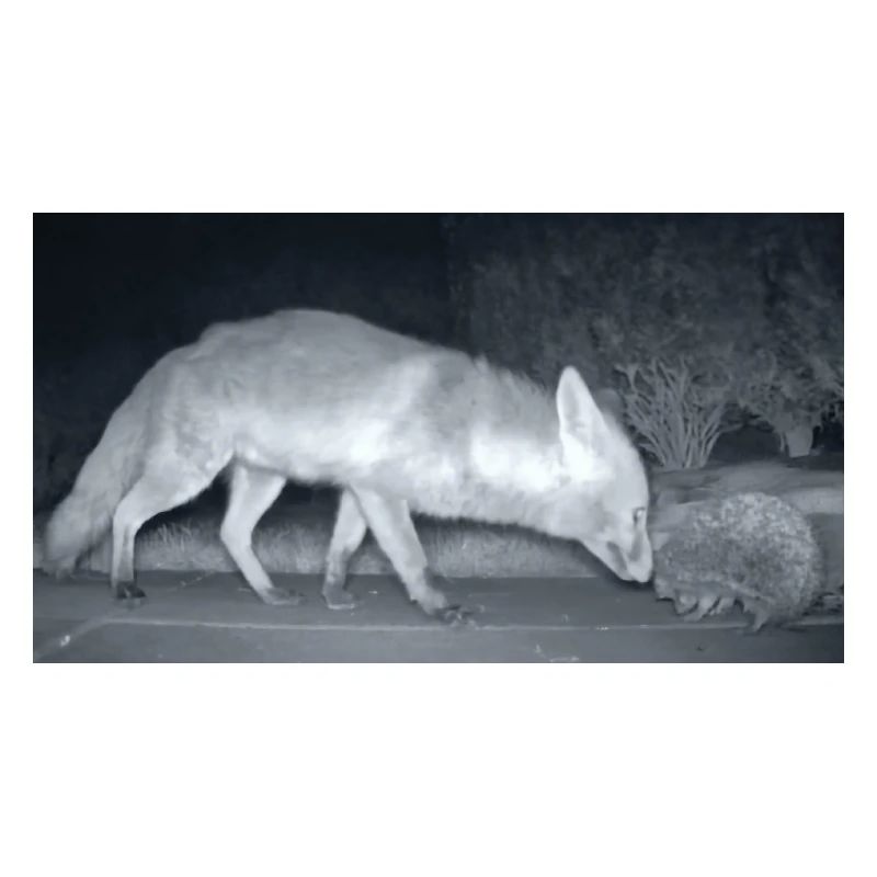 Night Fox Hedgehog Encounter