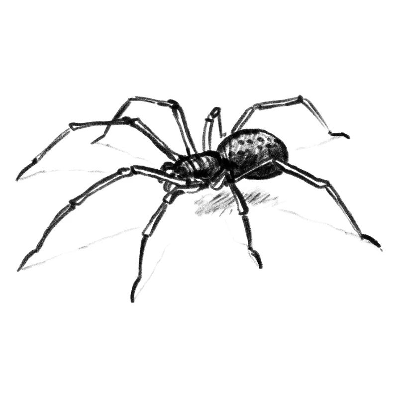 Dunkle Spinne Illustration Tier - lllustration