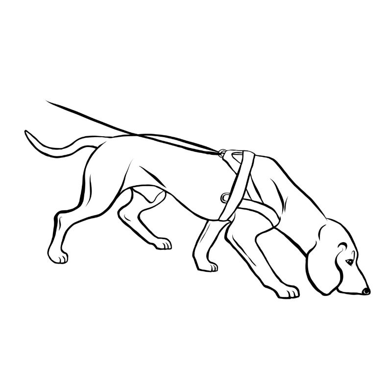 bloodhound