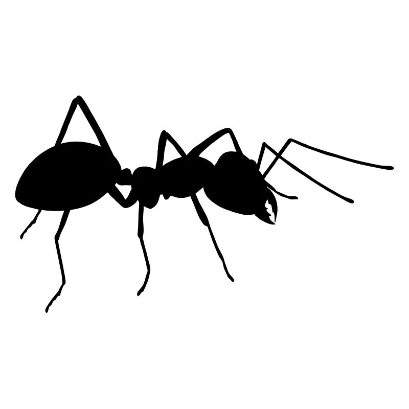Ant