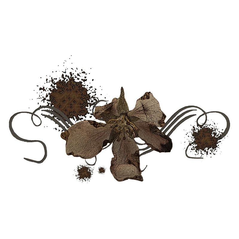 Verwelkte Apfelblume, Schnörkel, vanitas