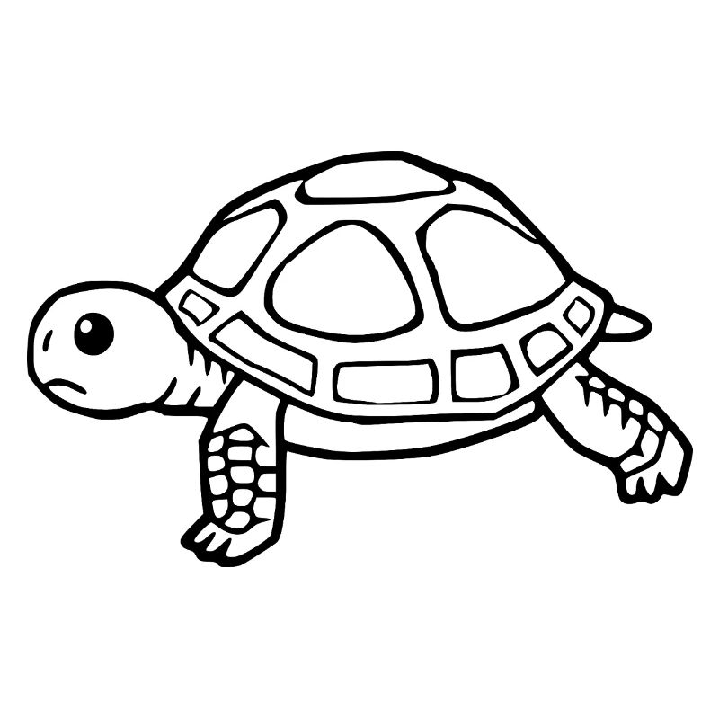 Turtle Turtles