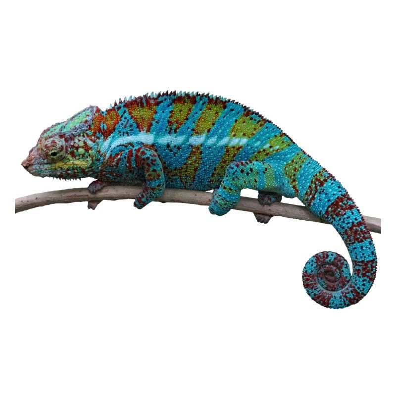 Caméléon