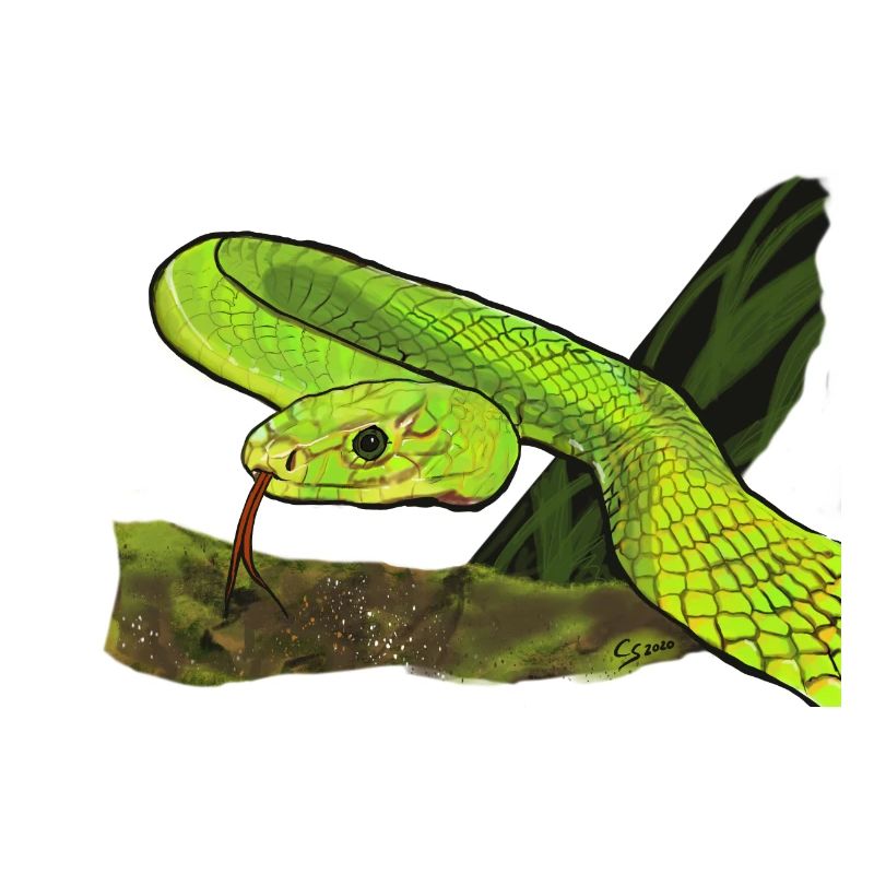 Serpent vert brillant dans la jungle