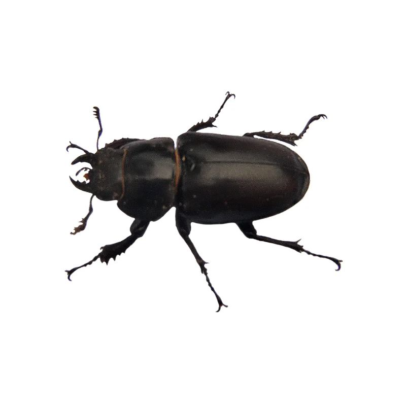 Hirschkäfer Weibchen