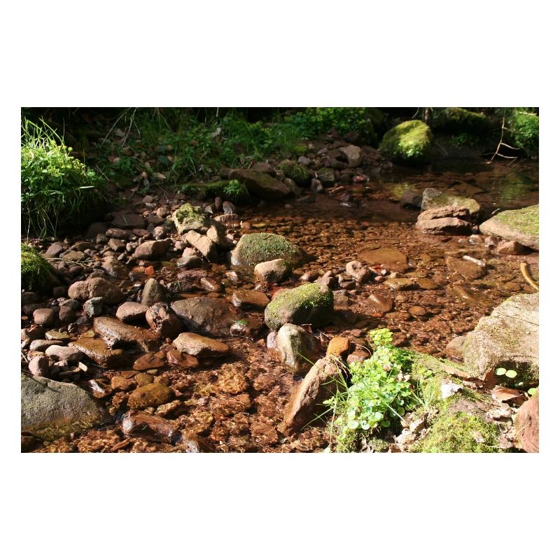 Black Forest Forest Stream