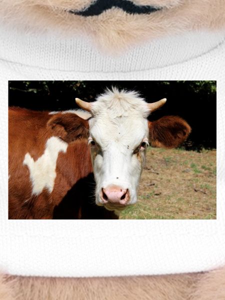 Cow Poster