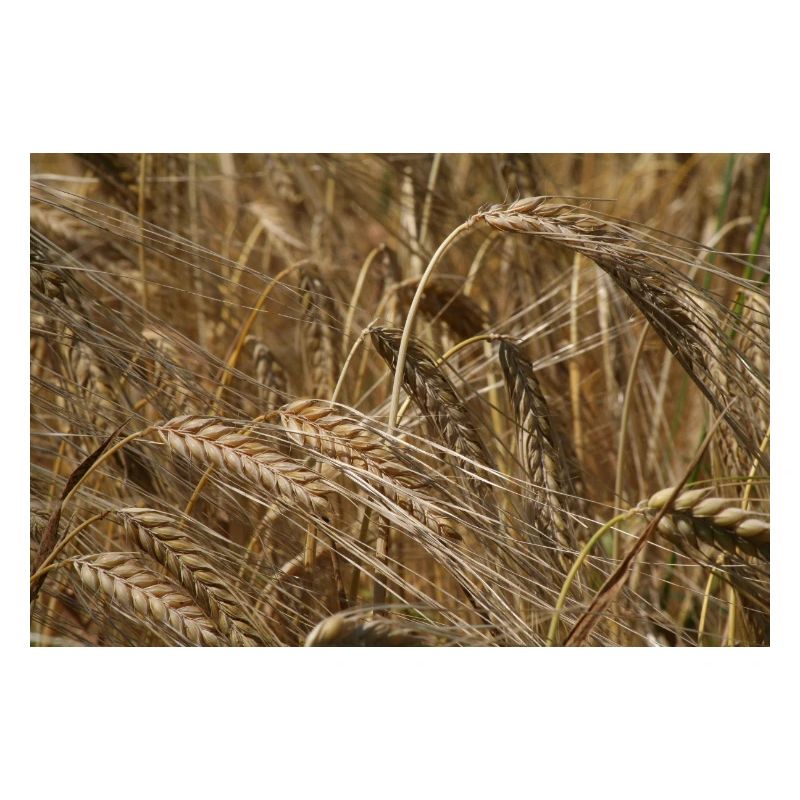 Champ de blé d’or