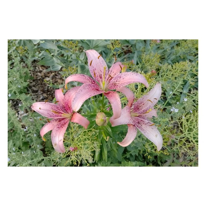 Fleur de lys rose